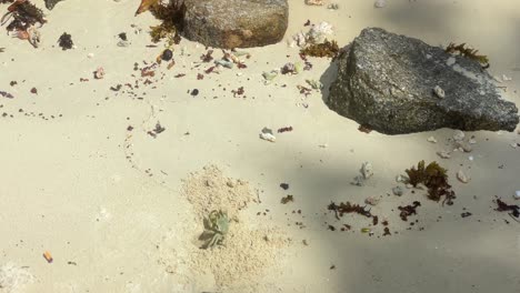 Cangrejo-Fantasma-Cavando-Su-Agujero-Después-De-La-Marea-Baja-En-La-Playa-De-Arena-Blanca,-Mahe-Seychelles