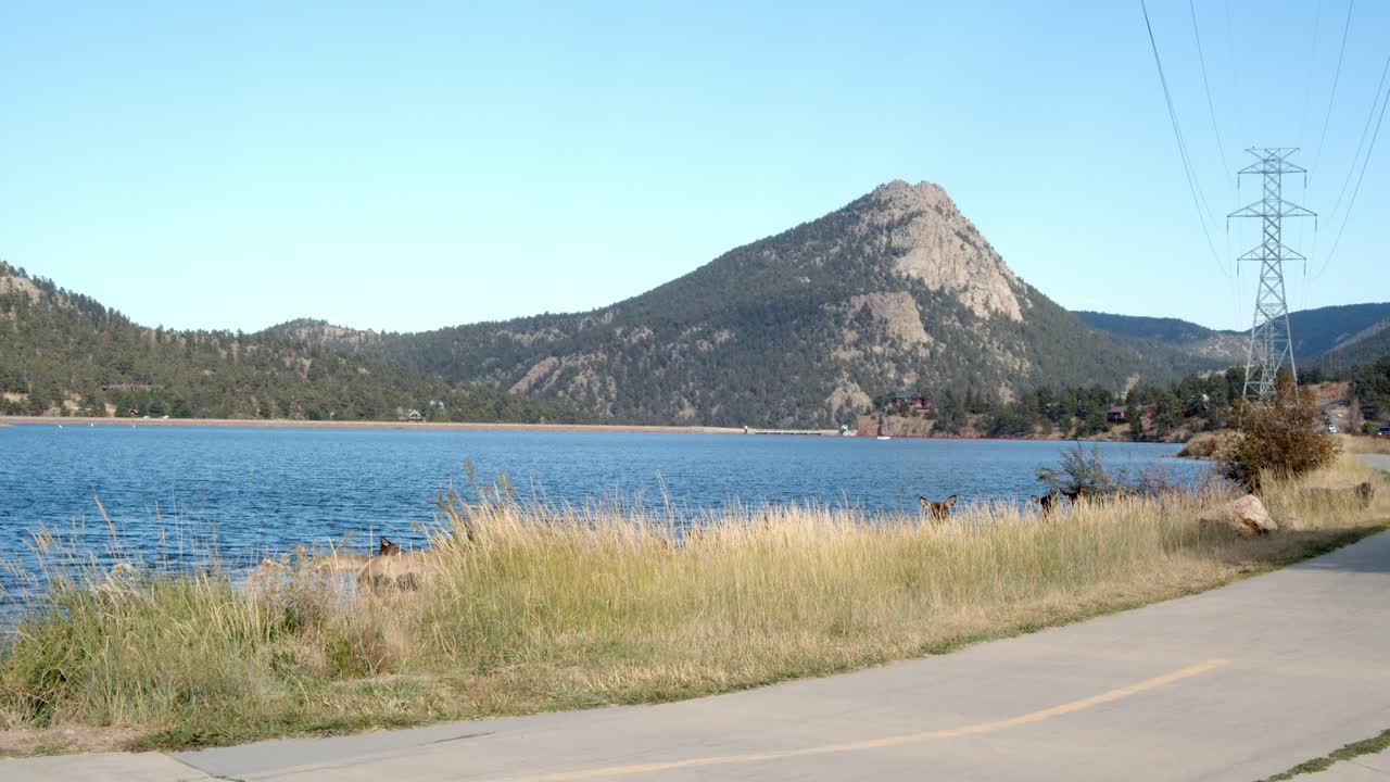 Inquadratura fissa di un bellissimo lago con teste di alci che spuntano dall'erba alta.