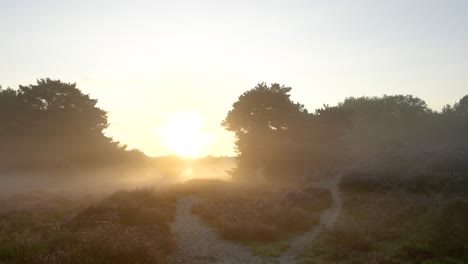 misty sunrise in a heath forest