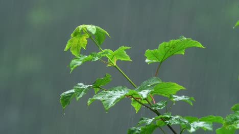 Close-Up-Of-Maple-Leaves-Getting-Hit-By-Heavy-Rainfall