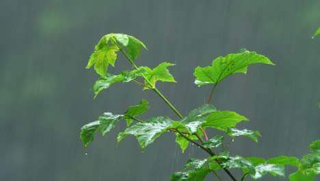 폭우에 휩싸인 단풍잎을 닫습니다.