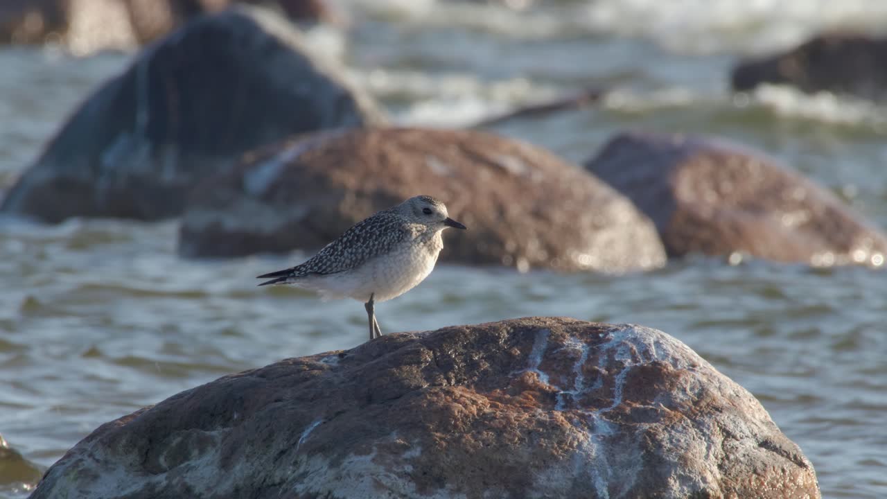 A Grey Plover Bird Standing On A Rock Surrounded By Ocean Waters - Medium Shot
