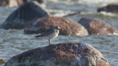 a grey plover bird standing on a rock surrounded by ocean waters - medium shot