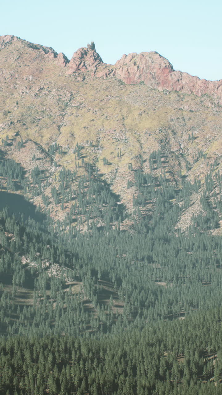 paisaje de bosque de pinos montañosos