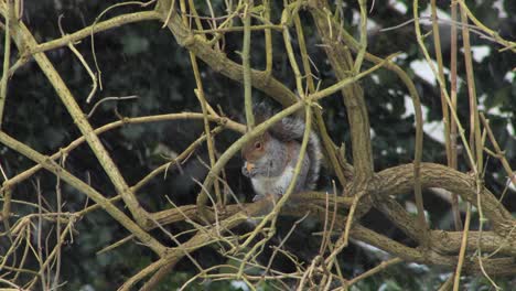 Ardilla-Sentada-En-Una-Rama-Comiendo-Nuez-En-La-Nieve-Y-Luego-Huye