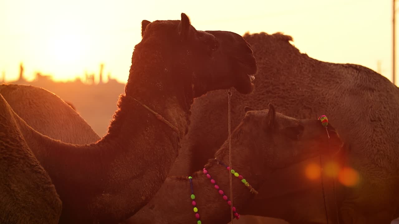 camellos en cámara lenta en la feria de pushkar, también llamada feria de camellos de pushkar o localmente como kartik mela es una feria anual de varios días de ganado y cultural que se celebra en la ciudad de pushkar rajasthan, india.