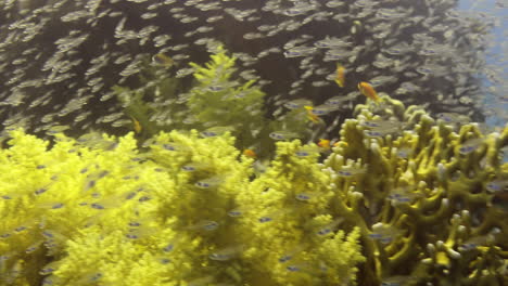 Corales-De-Fuego-En-El-Arrecife-Con-Peces-De-Vidrio-Y-Peces-Meros-Que-Pasan-A-Través-De-Ellos