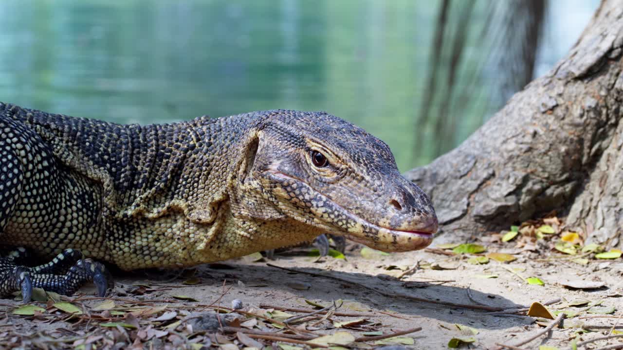 Urban Wildlife: Monitor lizard resting by a tree near lake, in Lumpini Park, Bangkok