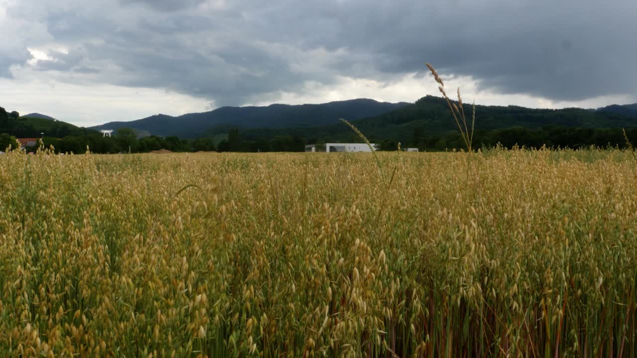 드론은 흐린 날에 귀리 밭 위로 날아가고 배경에는 산이 있습니다.