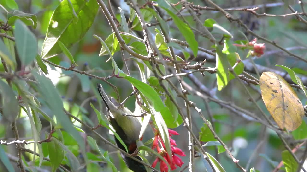 Colorful sunbird feeding on nectar from red flowers among green branches in sunlight