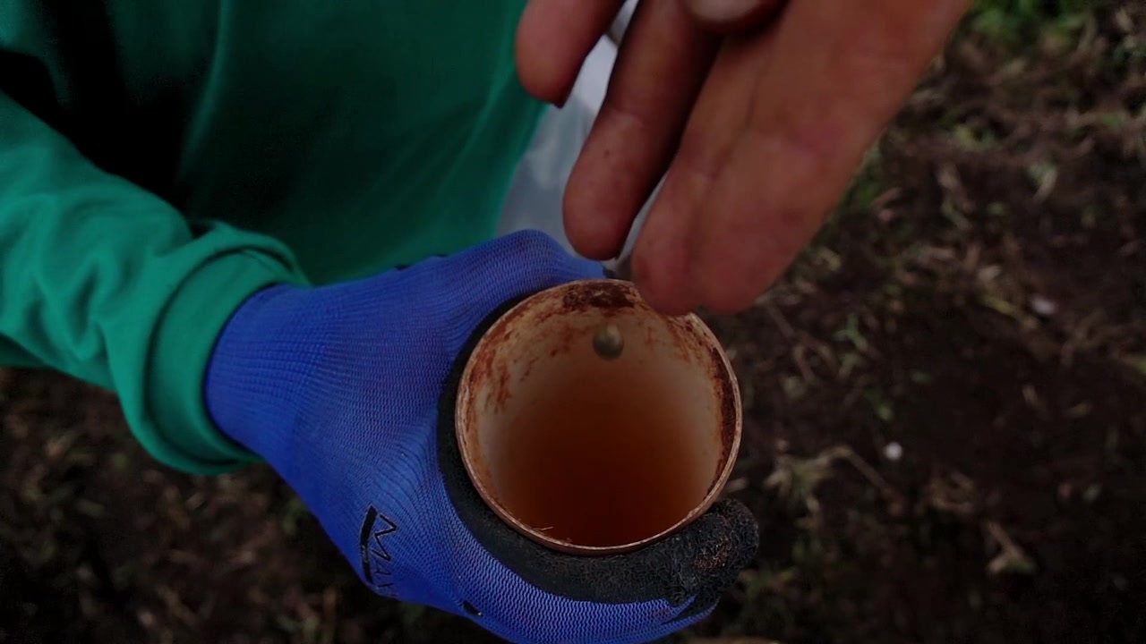 Close up of a person preparing a seed carefully drops a seed into a natural eggshell container filled with liquid fertilizer for a reforestation project