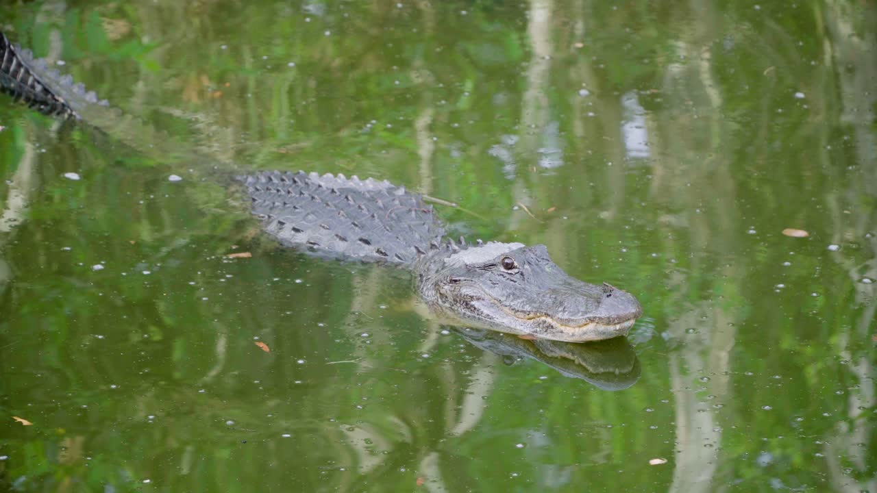 cocodrilo reptil levantando la cabeza en el agua