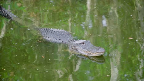 alligator reptile raising head in water