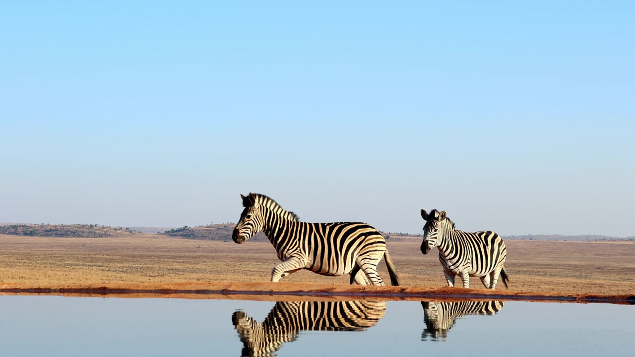 Le zebre si disperdono dopo che un facocero spaventato le supera di corsa a una pozza d'acqua.