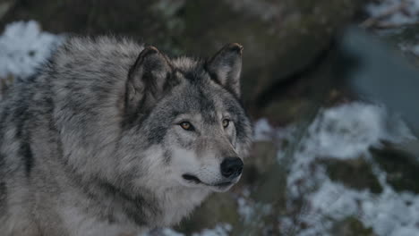 furry gray wolf at the omega park wildlife in montebello, quebec, canada