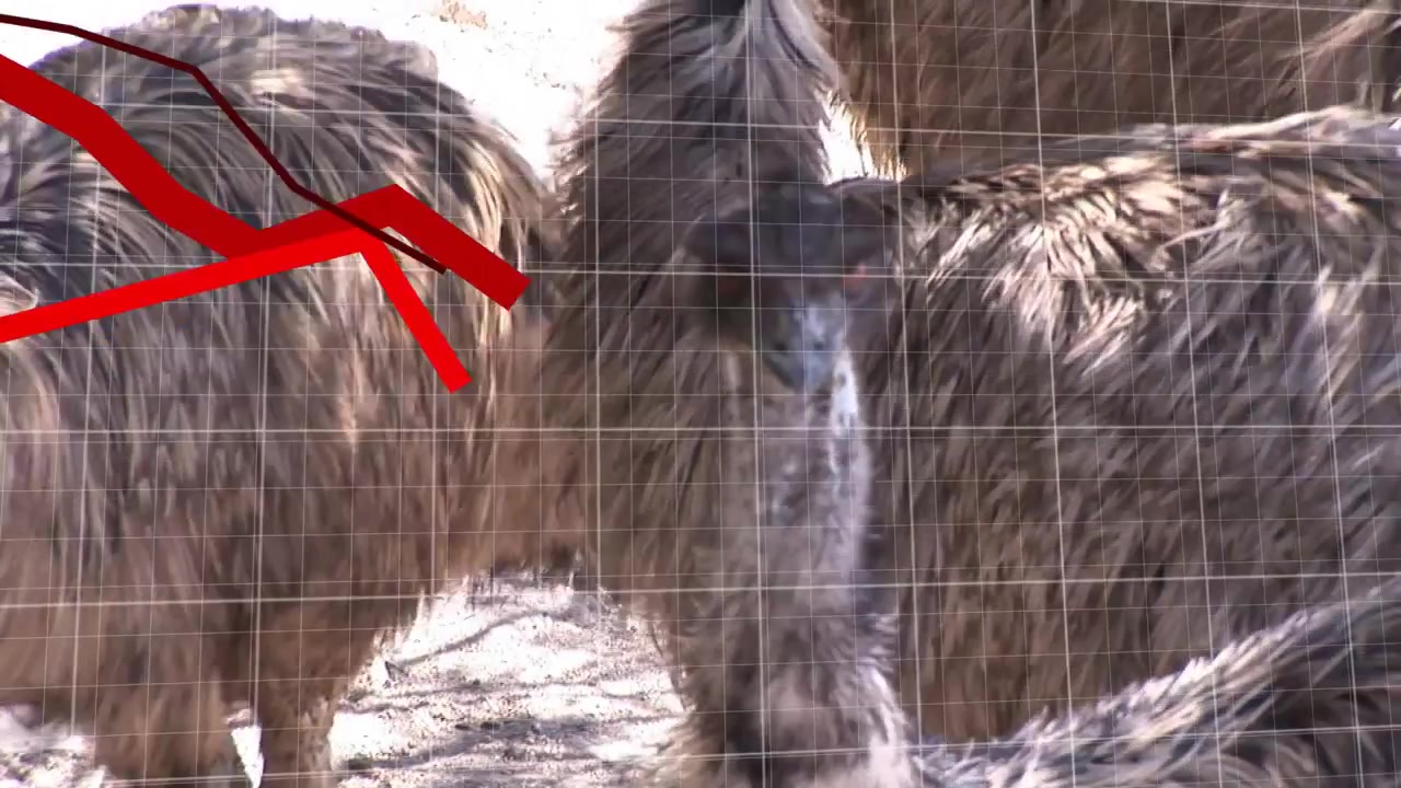 Wildlife emus behind wire mesh fence left emu moving nudging seeking touch red grid obscuring birds