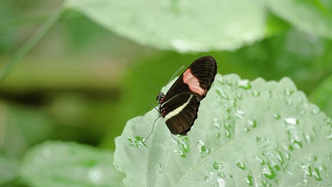 Close-up-shot-of-Postman-Butterfly-sitting-on-leaf-with-raindrops