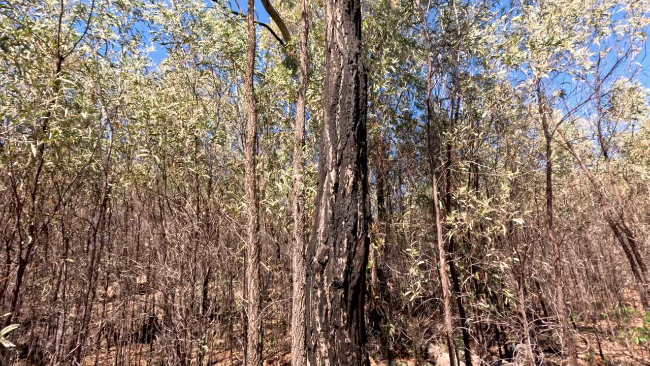 카메라는 숲의 성장 단계를 포착하면서 위로 움직입니다.
