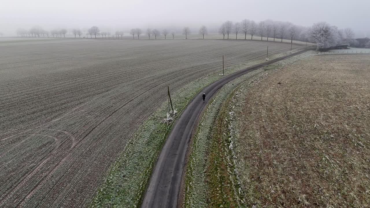 Person walking on street between frozen farm Fields during cold foggy winter day. Aerial top down tracking shot. Leafless tree avenue in distance. Wide shot.