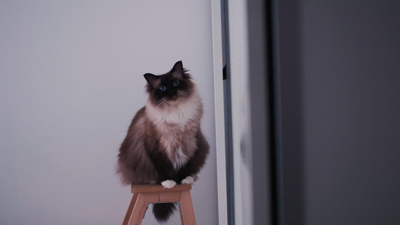 Panoramica a sinistra oltre il muro rivela un gatto Ragdoll in piedi su uno sgabello accanto a uno specchio in una luminosa stanza interna, al rallentatore.