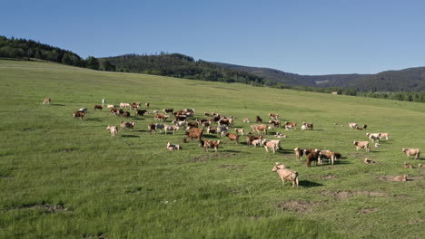 Rotating-aerial-4k-shot-of-a-cow-herd-standing-and-grazing-on-a-grassy-field-on-a-sunny-summer-day-in-the-countryside-of-Dolní-Morava,-Czech-Republic