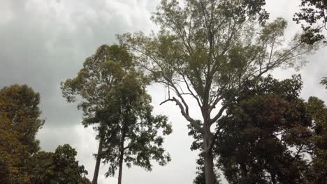 the ancient tree canopies of borneo rainforest in sabah