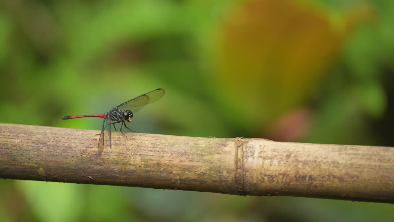 hermosa libélula roja en un bambú con el fondo de la naturaleza verde borroso