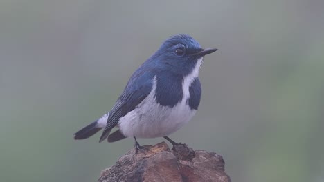 El-Papamoscas-Ultramarino,-También-Conocido-Como-El-Papamoscas-Azul-De-Ceja-Blanca,-Un-Migrante-De-Invierno-A-Tailandia,-Es-Muy-Amigable-Con-La-Gente