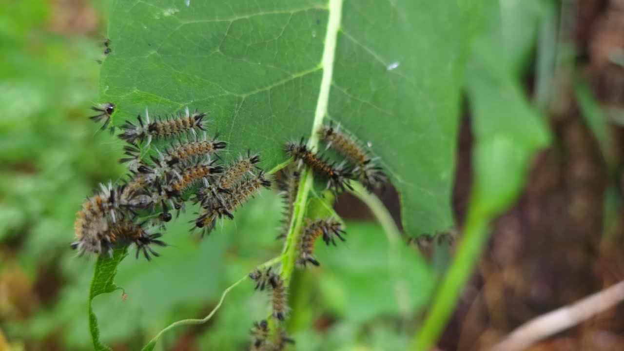 Cluster of Small Hairy Caterpillars Feeding on Green Leaf in Summer Forest