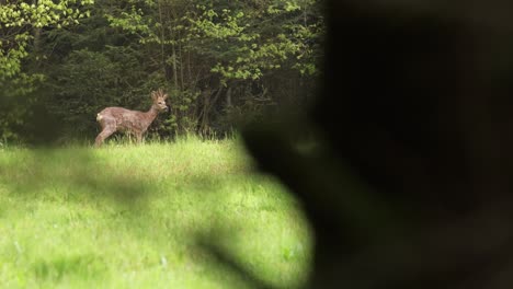 beautiful young roe deer observed through tree branches grazing in a green meadow in vosges france 4k slow motion