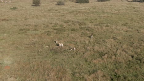 Drone-aerial-of-four-Springbok-antelopes-in-the-wild-on-an-early-morning