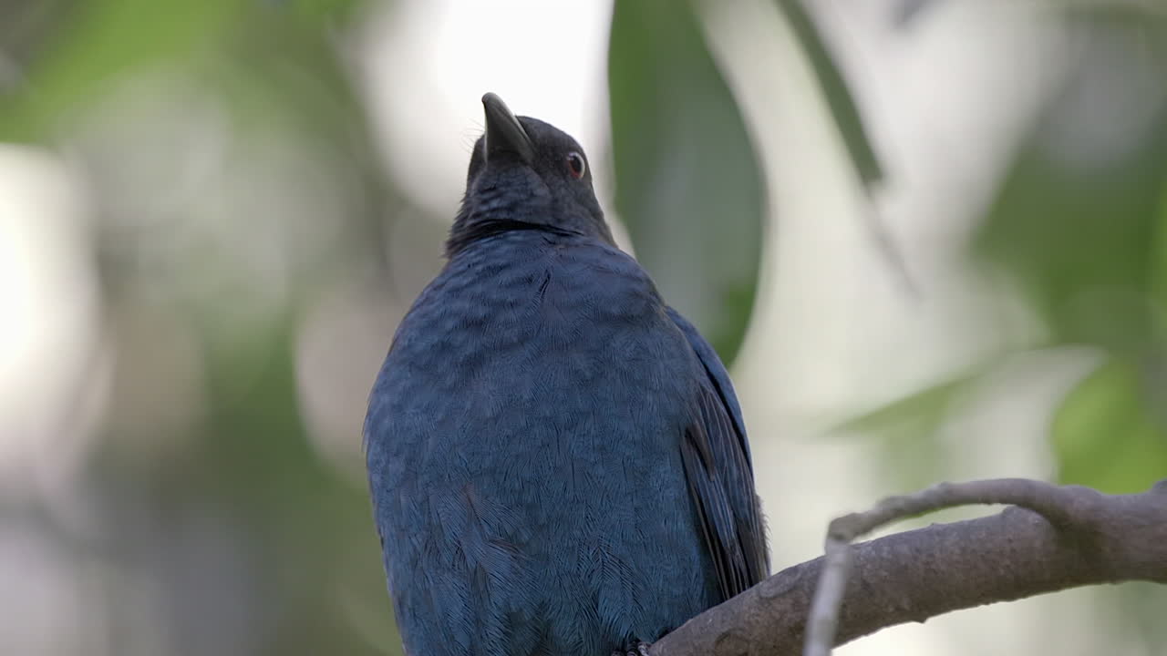 아시아의 요정 파랑새는 나무 가지에 하품을 하고, 느린 모 클립, 가까운 샷, 흐릿한 배경에 자리 잡고 있습니다.
