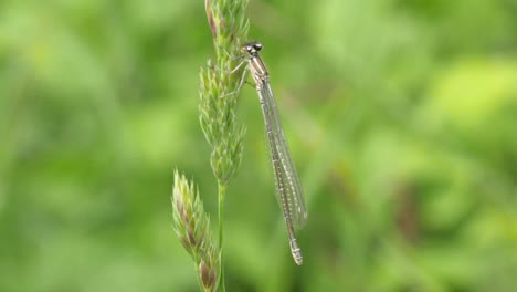 close up shot of a green dragon fly resting on a green gras in slow motion and blowing in the wind