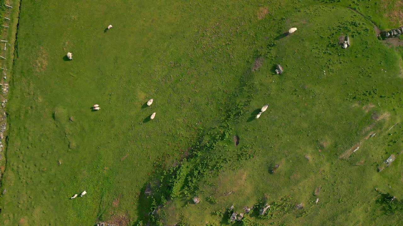 Aerial video of sheep on a green field in Glencolmcille, on the Wild Atlantic Way in County Donegal, Ireland. Produced in 4K, 60FPS and with Rec709 color.