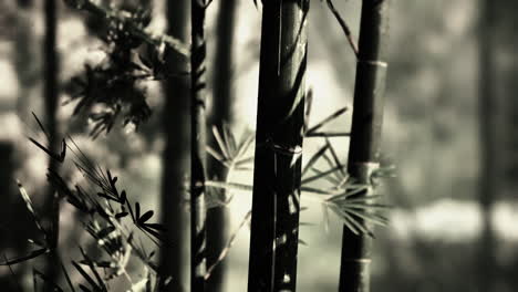 closeup of bamboo stalks in a forest