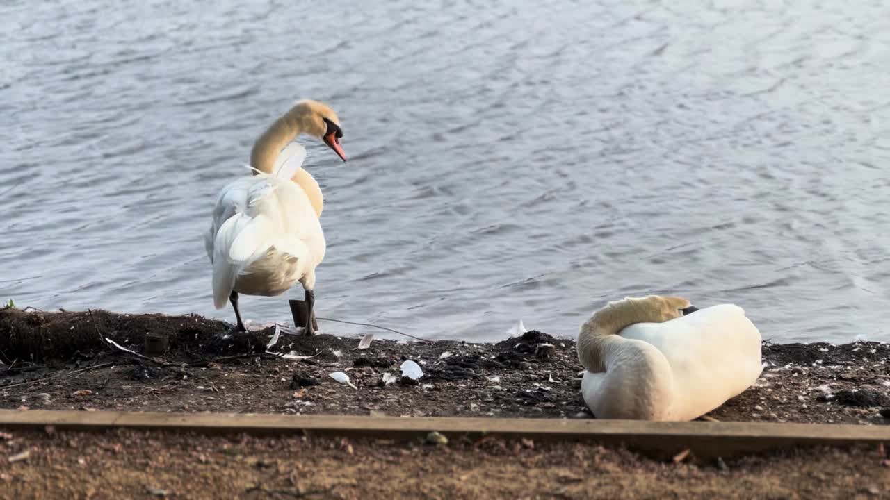 A Couple of Swans Resting by Water