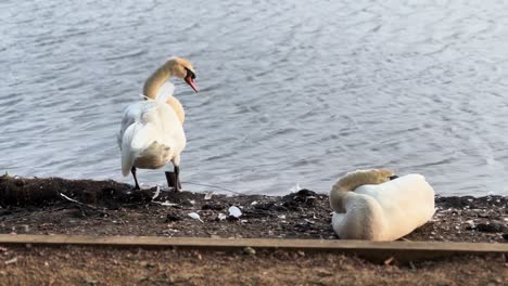 a couple of swans resting by water