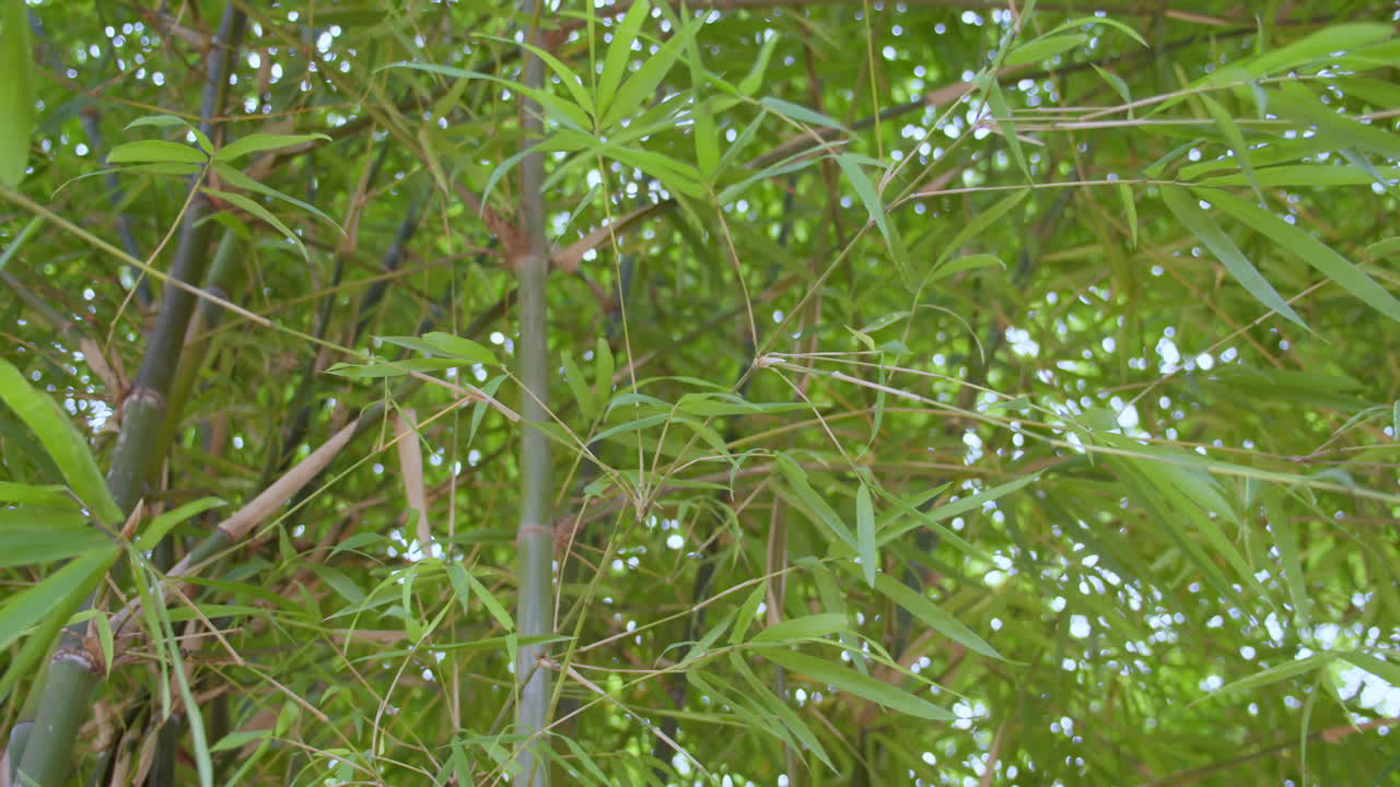 A serene depiction of bamboo thriving in a vibrant forest setting