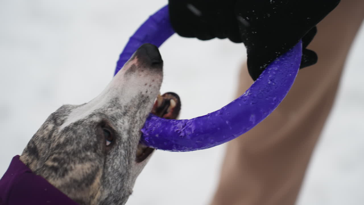 Close-up of determined dog in purple coat gripping purple ring toy with teeth during winter tug game, eyes focused with intensity, mouth clamped tight, snow background suggesting cold outdoor environment