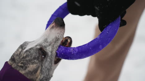 close-up of determined dog in purple coat gripping purple ring toy with teeth during winter tug game, eyes focused with intensity, mouth clamped tight, snow background suggesting cold outdoor environment