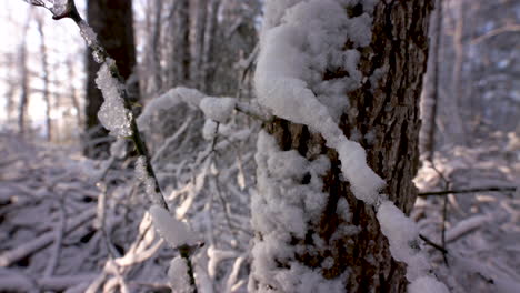 enger schuss mit schnee auf baumstamm