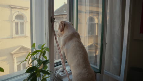 adorable labrador retriever stands and looks out the window