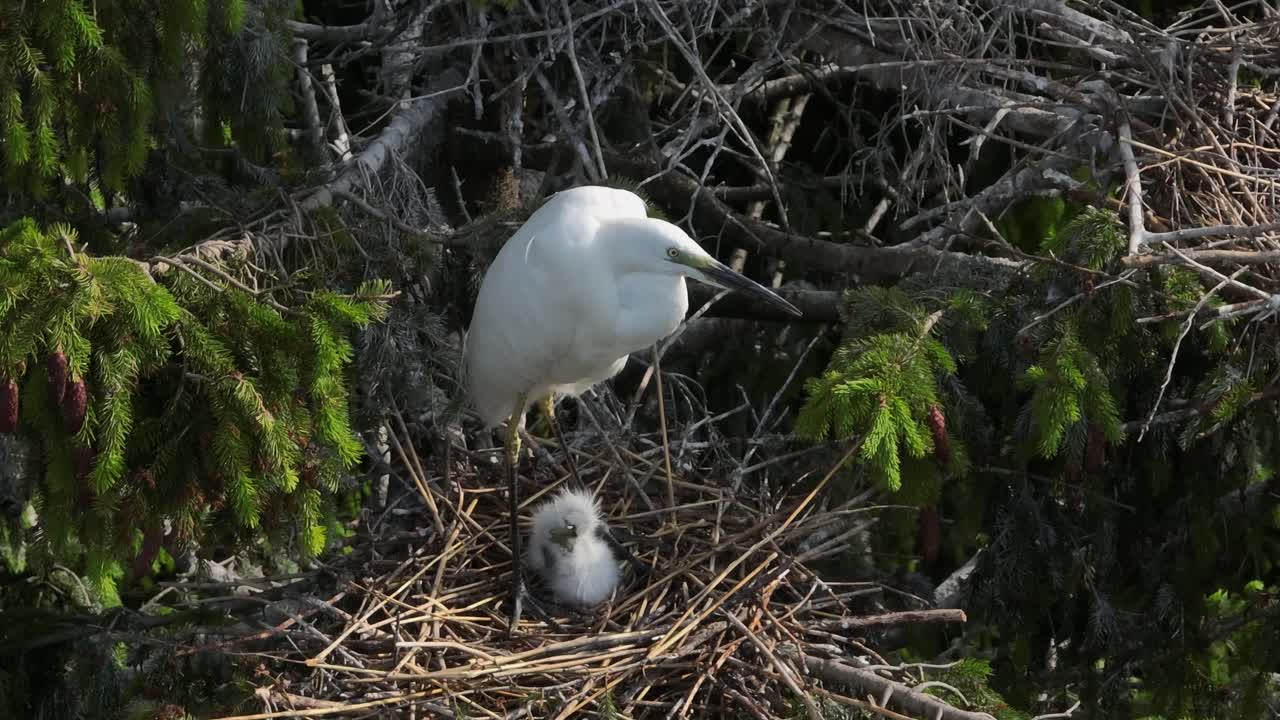 The great egret (Ardea alba) guarding her newly hatched chicks on the nest, Estonia.