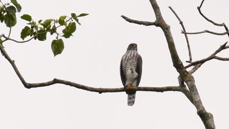 Crested-Goshawk,-Accipiter-trivirgatus,-perching-on-a-branch-of-a-tall-tree-looking-around-for-food-in-the-jungle-of-Kaeng-Krachan-National-Park-in-Thailand-in-slow-motion