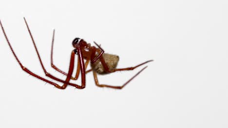 close-up male common house spider slowly moving on unseen web, then accelerating