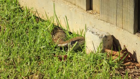 Blue-Tongue-Lizard-In-Grass-Garden-Moves-Slightly