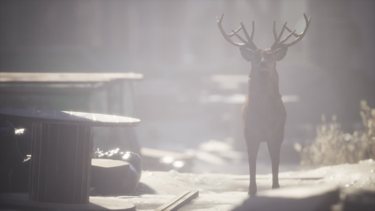 дикие олени бродят по улицам заброшенного города.