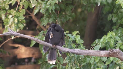 Close-view-of-male-anhinga-bird-sitting-on-tree-branch-by-green-leaves