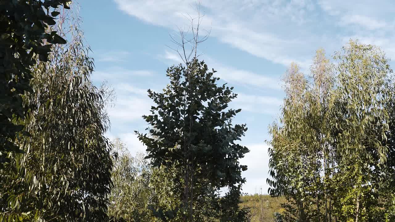Primo piano di alcuni alberi di eucalipto, mentre il vento li attraversa delicatamente, sollevando foglie e rami, e la luce del sole riempie il paesaggio aperto con un movimento calmo e naturale.
