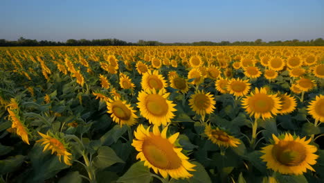 expansive sunflower field